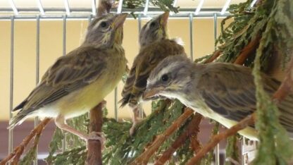 Serin du mozambique