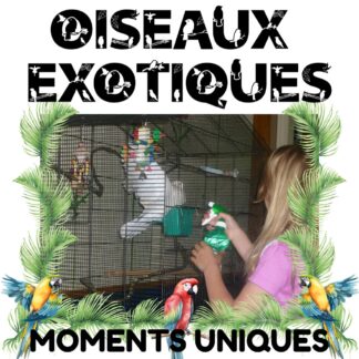 Oiseaux exotiques, Moments uniques